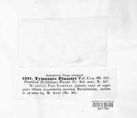 Tryblidiopsis pinastri image